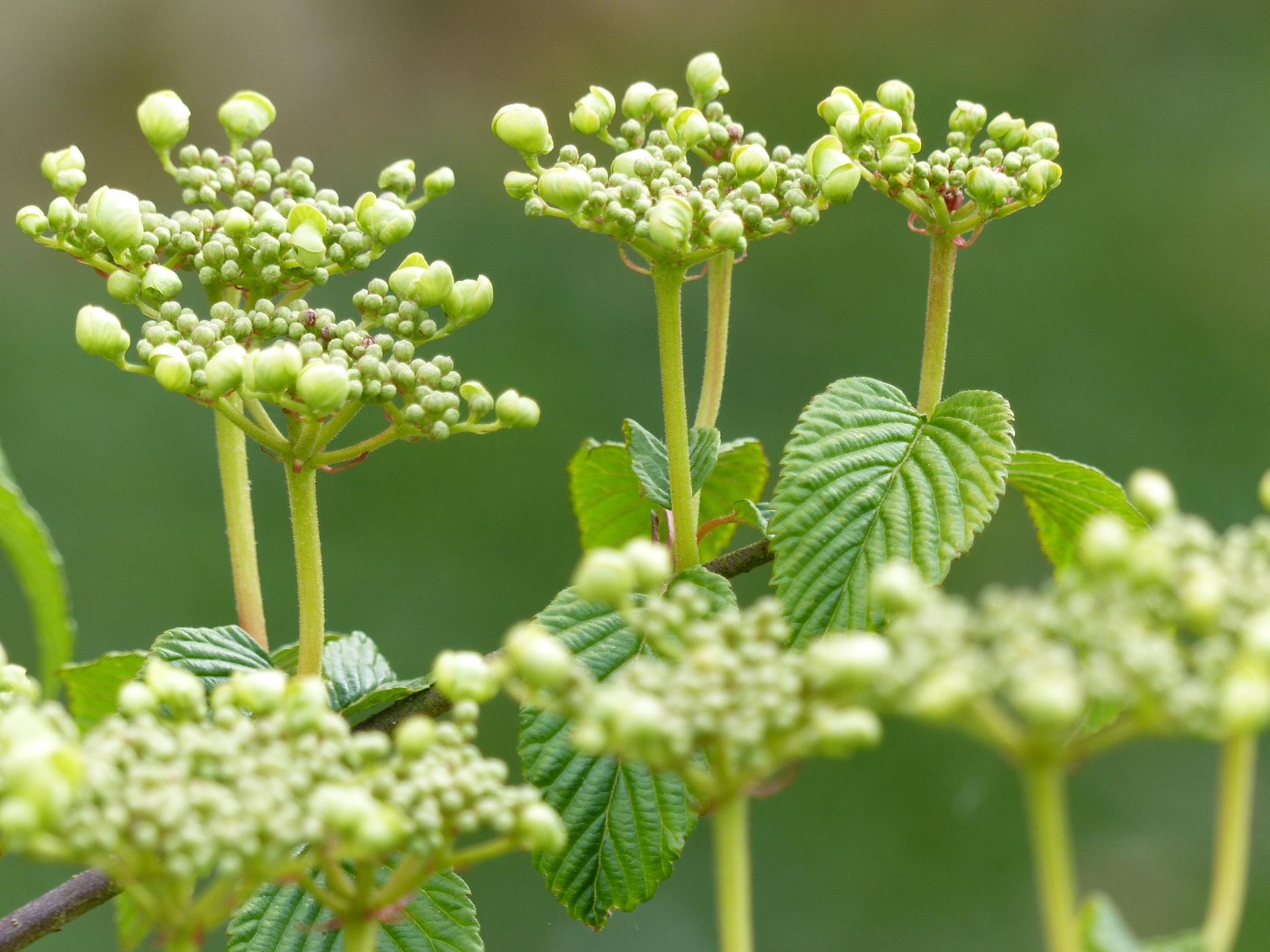 VIBURNUM LANARTHDANS LE JARDIN D'UNE MAISON A ACHETER EN SEINE MARITIME