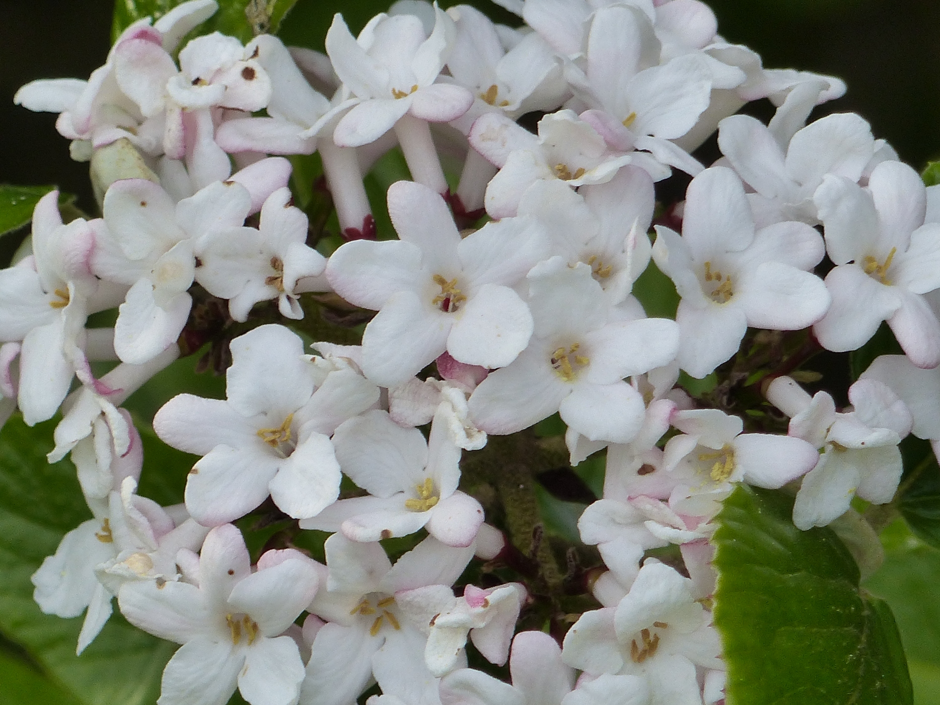 VIBURNUM DANS UN JARDIN D'UNE MAISON A VENDRE A VARENGEVILLE
