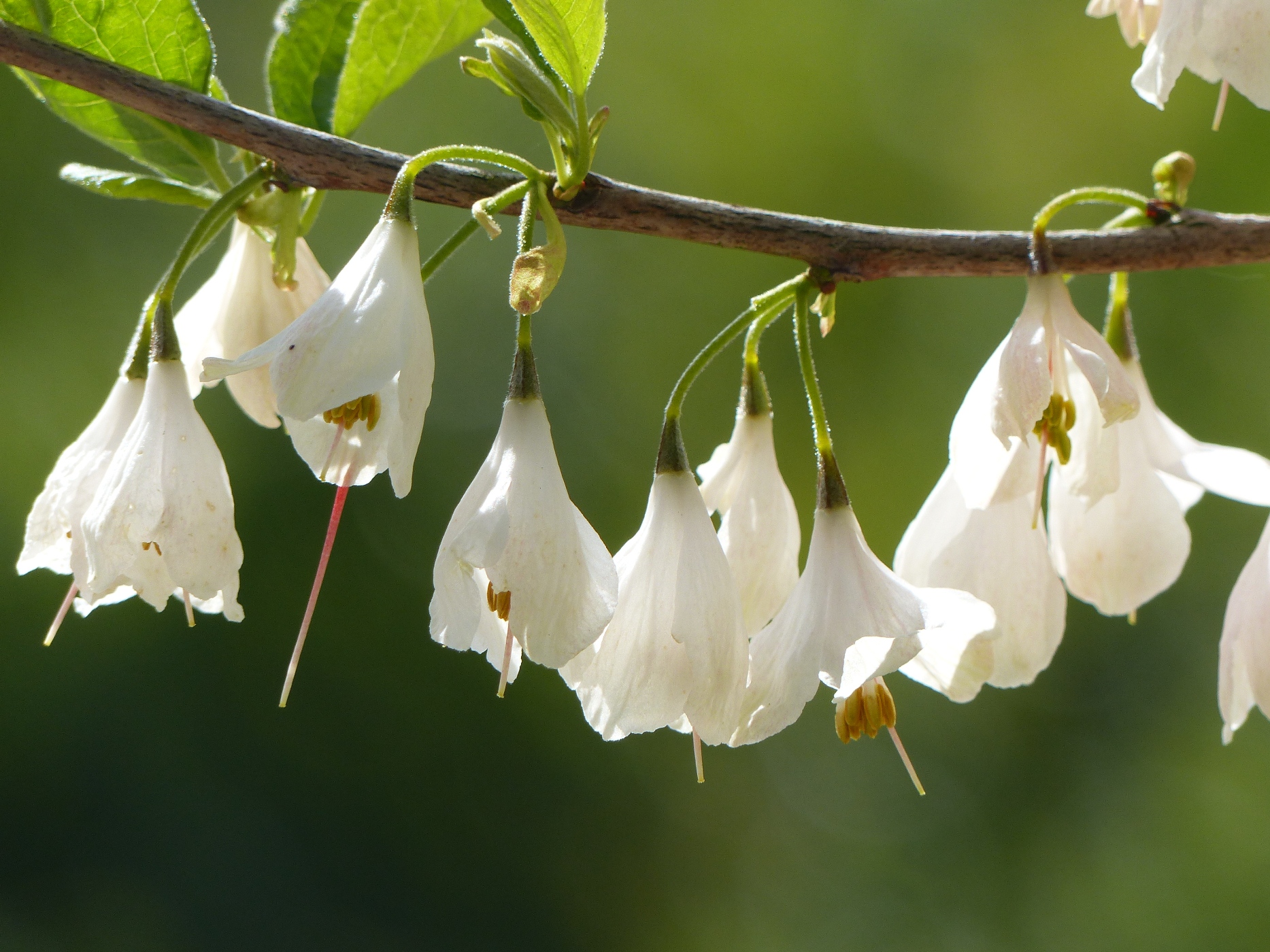 ARBUSTE D'ORNEMENT DANS LE JARDIN D'UNE BELLE MAISON NORMANDE A ACHETER PROCHE DE LA COTE D'ALBATRE