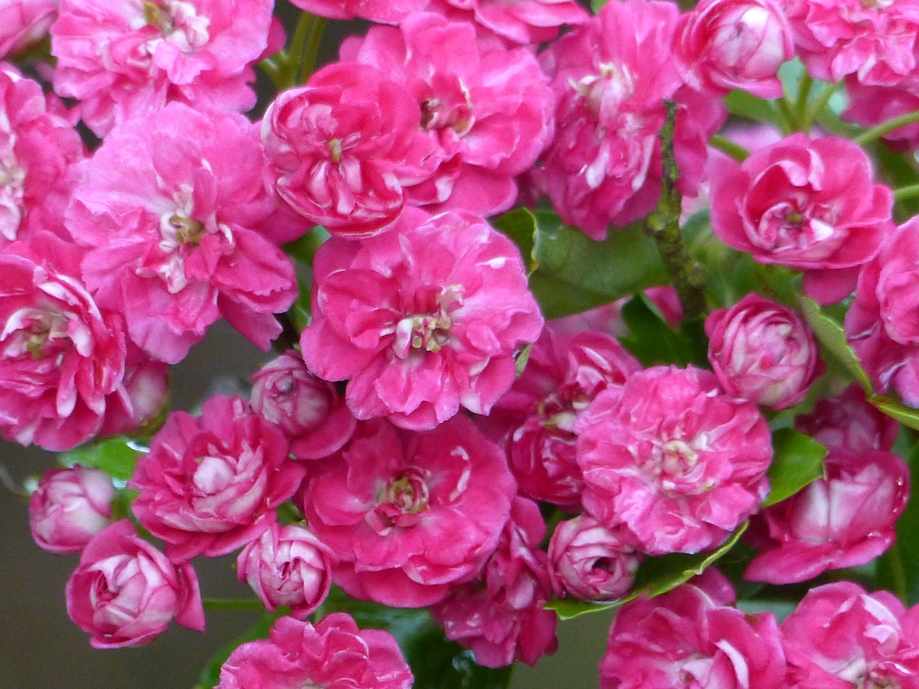 AUBEPINE ROUGE DANS LE JARDIN NORMAND D'UNE MAISON A ACHETER EN HAUTE NORMANDIE
