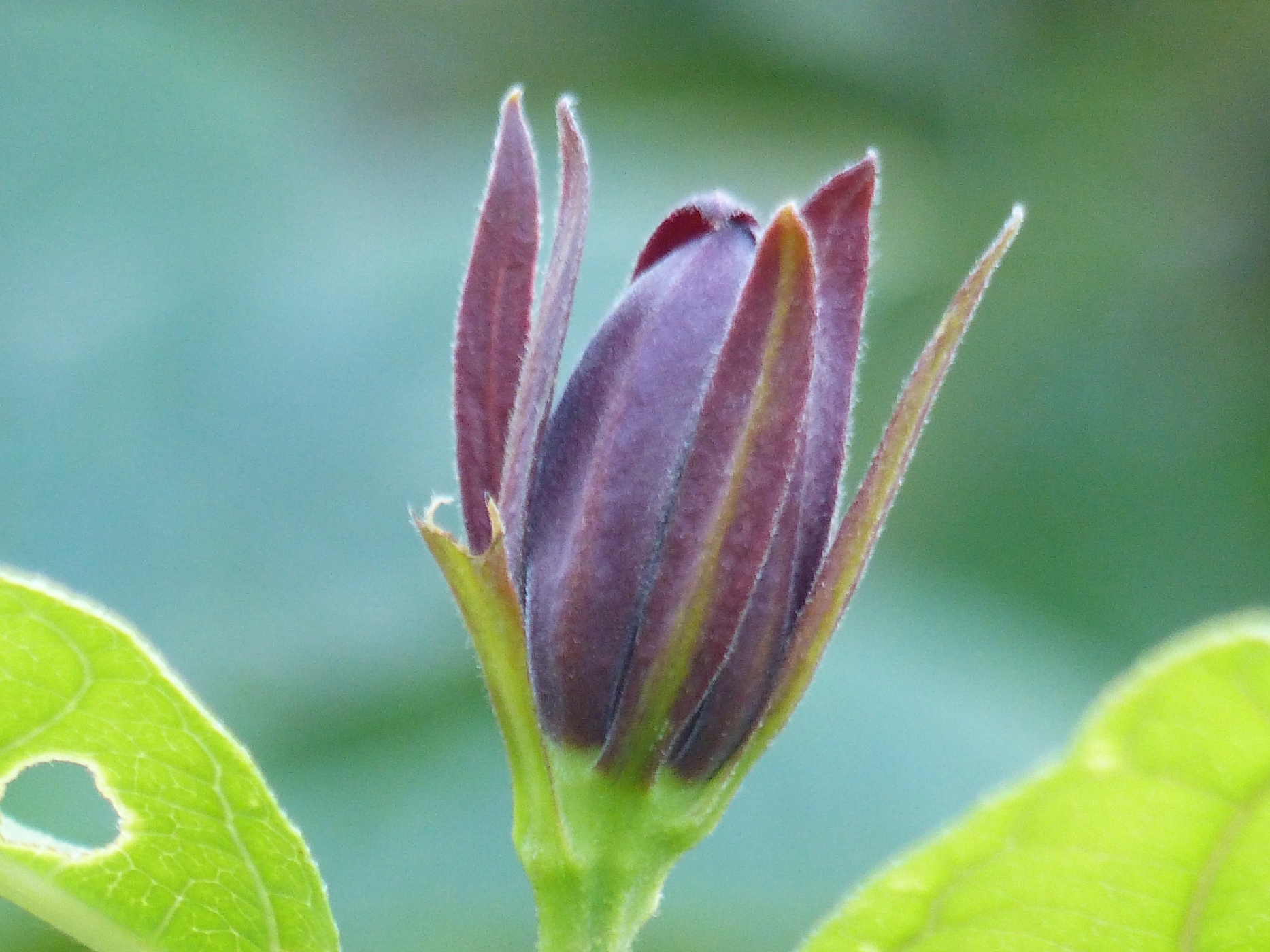 ARBRE AUX FLEURS DE BOIS ODORANT DANS LE PARC D'UNE MAISON NORMANDE A VENDRE PROCHE DE VARENGEVILLE