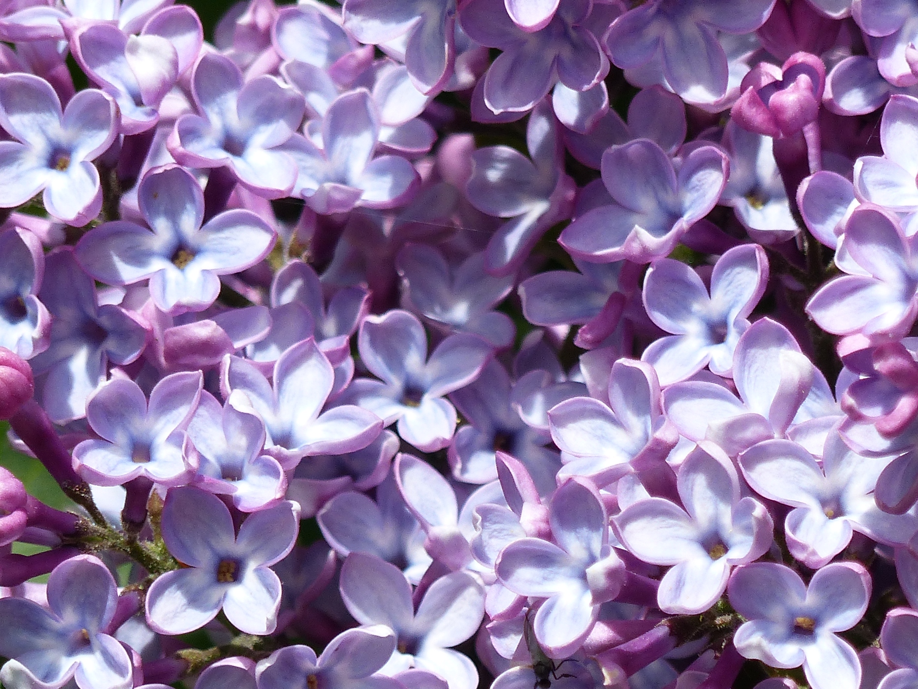 LILAS EN FLEUR DANS LE JARDIN D'UNE MAISON NORMANDE A VENDRE PROCHE DE ST VALERY EN CAUX