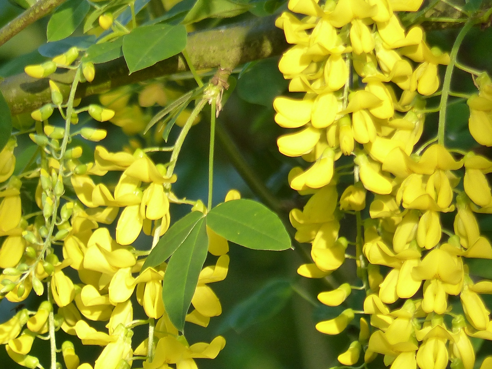 CYTISE DANS LE JARDIN D'UNE MAISON NORMANDE A VENDRE DANS LA REGION DU HAVRE