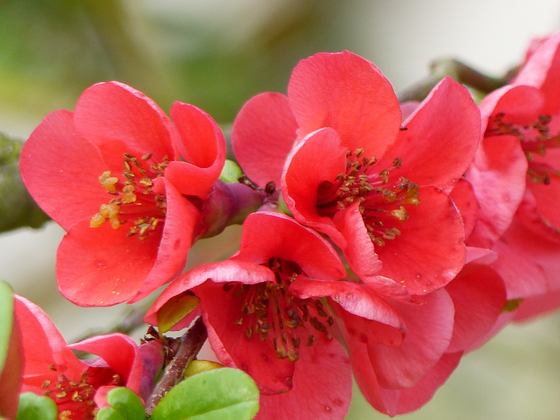 COGNASSIER DU JAPON DANS LE JARDIN D'UNE MAISON NORMANDE A VENDRE PROCHE DES PETITES DALLES
