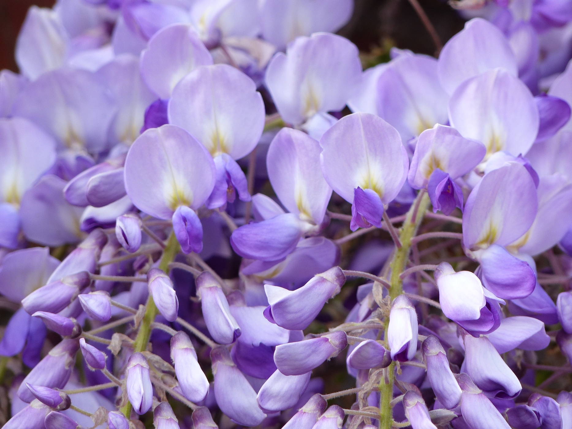 GLYCINE SUR LE MUR D'UNE MAISON NORMANDE A ACHETER PROCHE DE CANY BARVILLE