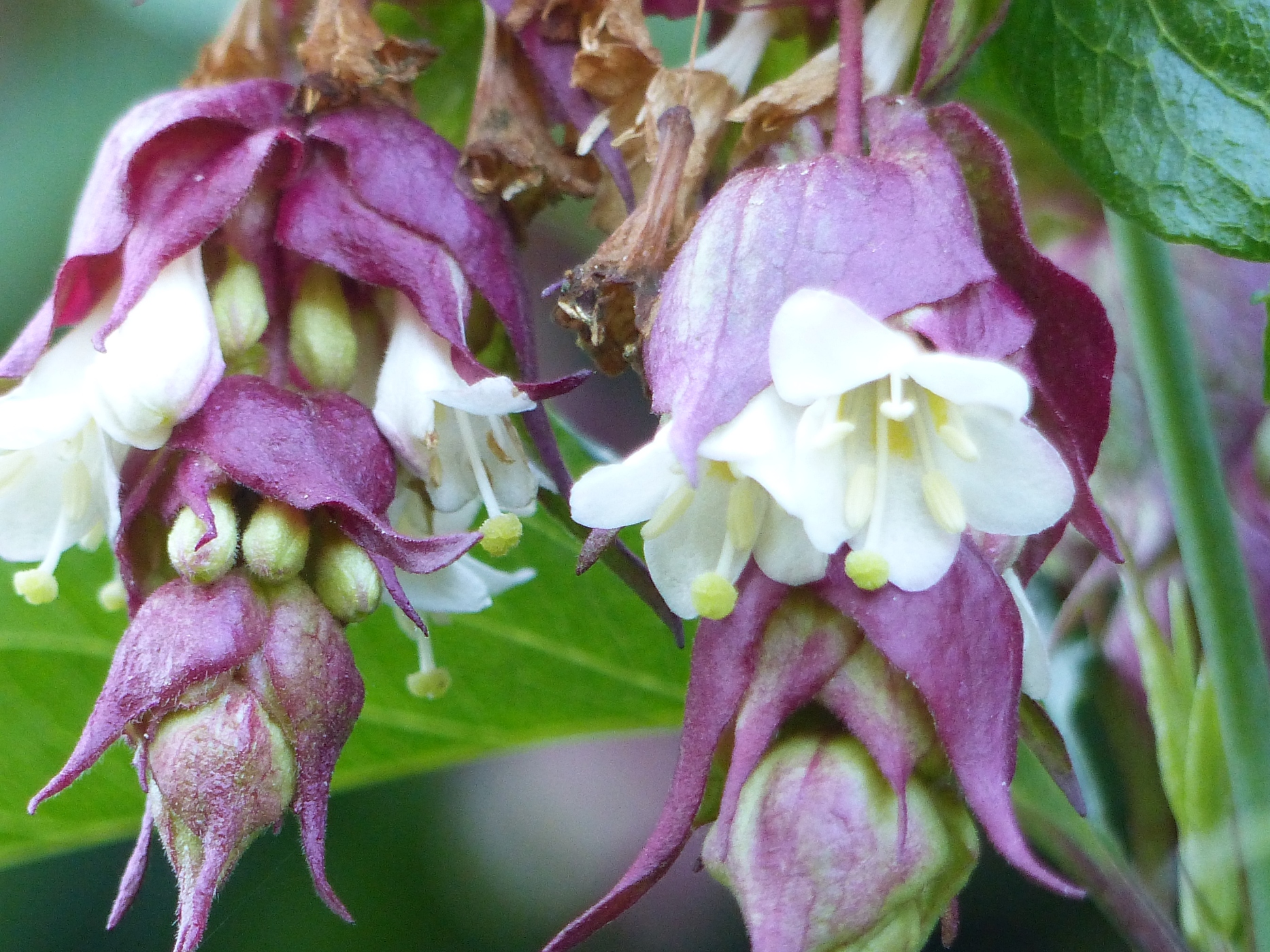 FLEURS D'ARBRES A FAISANS DANS UN JARDIN DE MAISON NORMANDE A VENDRE PROCHE YVETOT