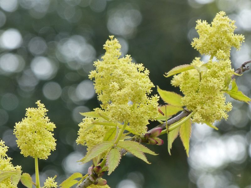 FLEUR DE SUREAU DANS LE JARDIN D'UNE MAISON NORMANDE EN BRIQUES ET SILEX A ACHETER PROCHE DE FECAMP
