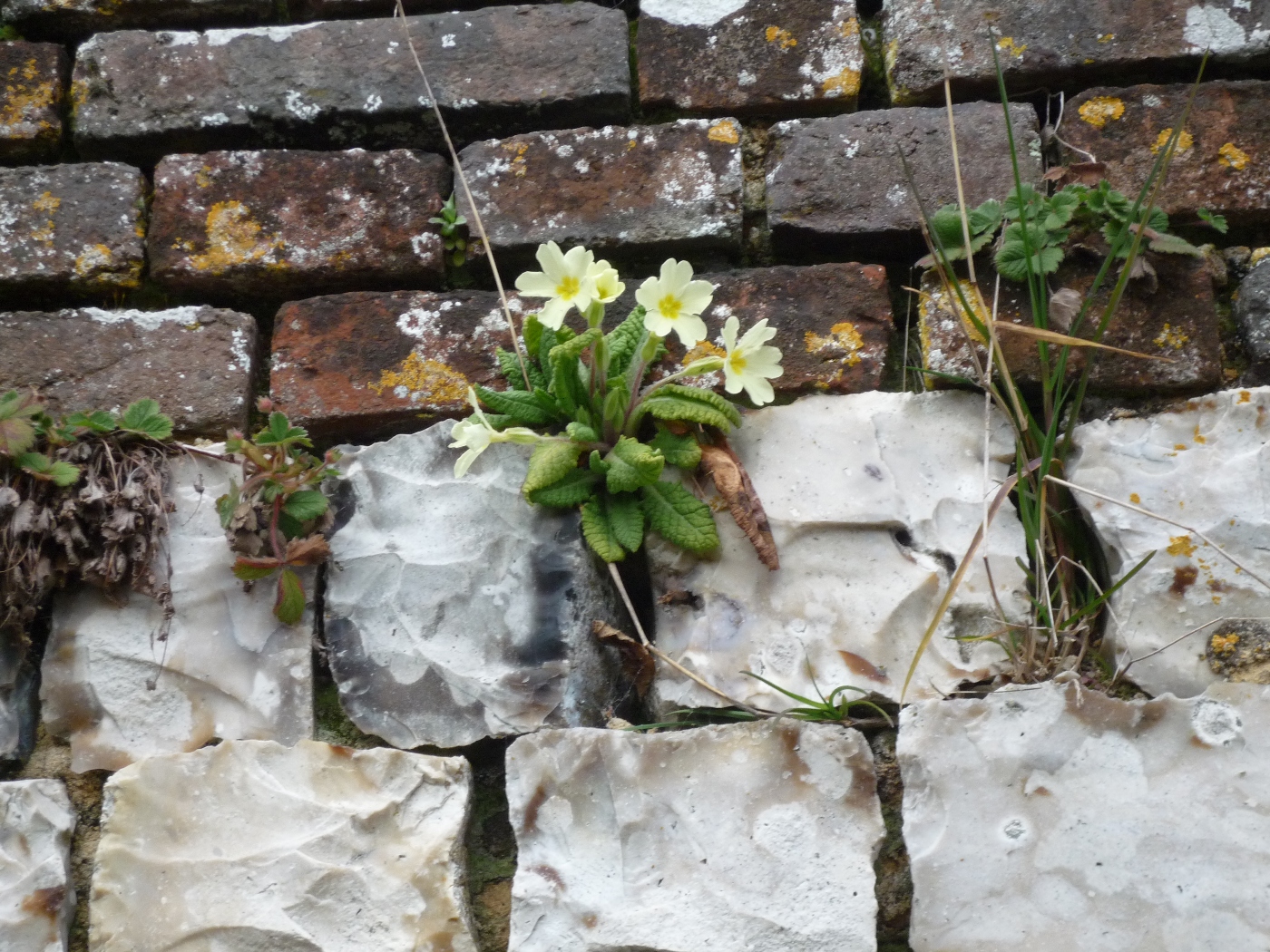 Briques et silex sur une maison à vendre en Pays de Caux