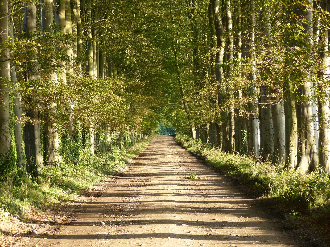 PAYSAGES DE CAMPAGNE NORMANDE