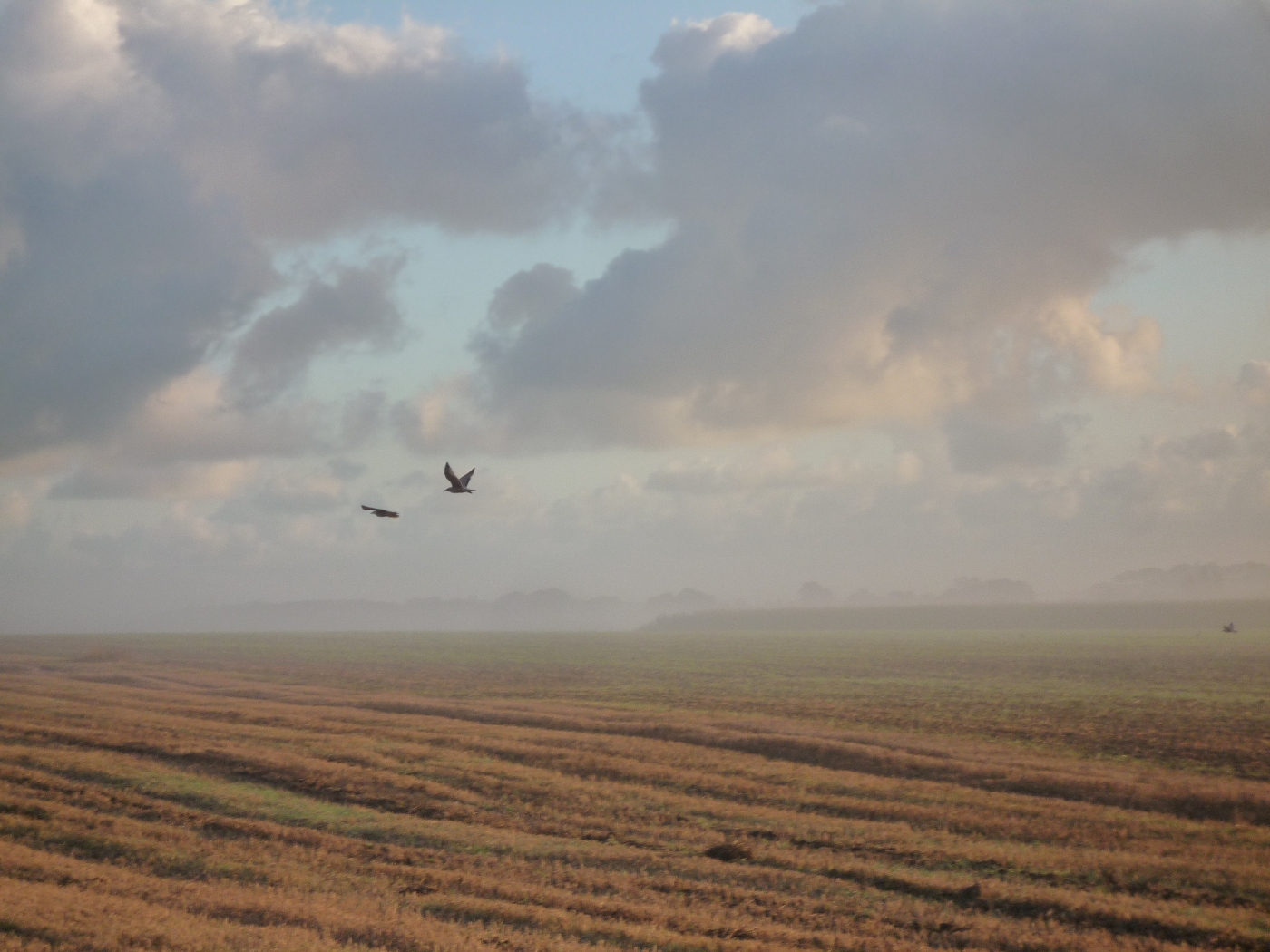 PAYSAGES DE CAMPAGNE NORMANDE
