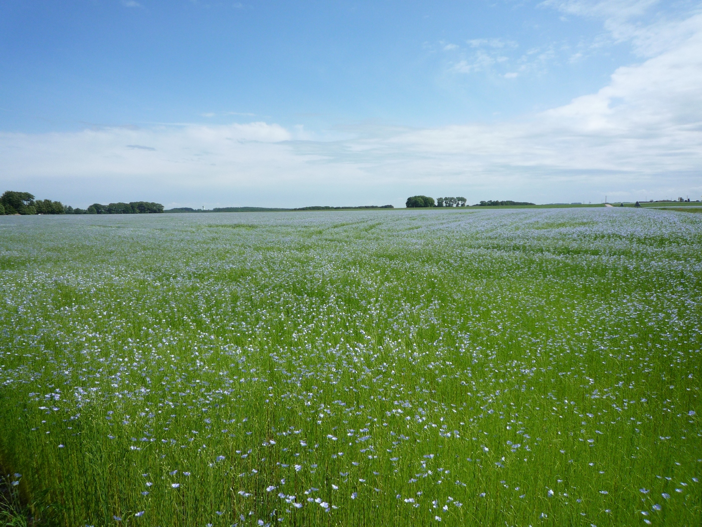 PAYSAGES DE CAMPAGNE NORMANDE