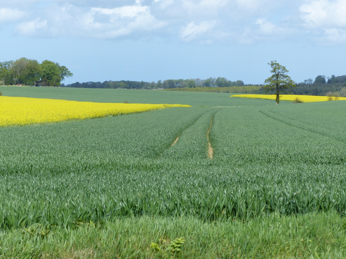 Cultures de colza et de blé en Pays de Caux