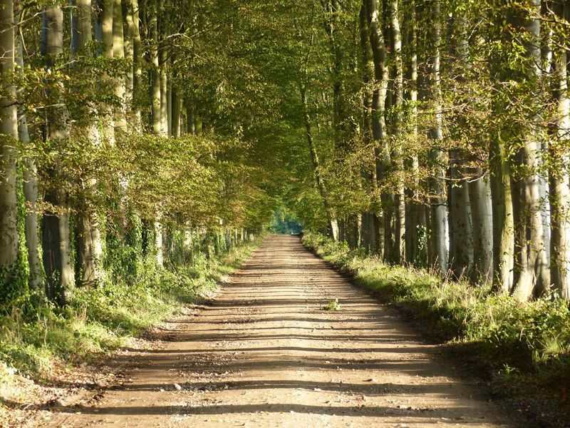 Allée de hêtre le soir près de cany Barville