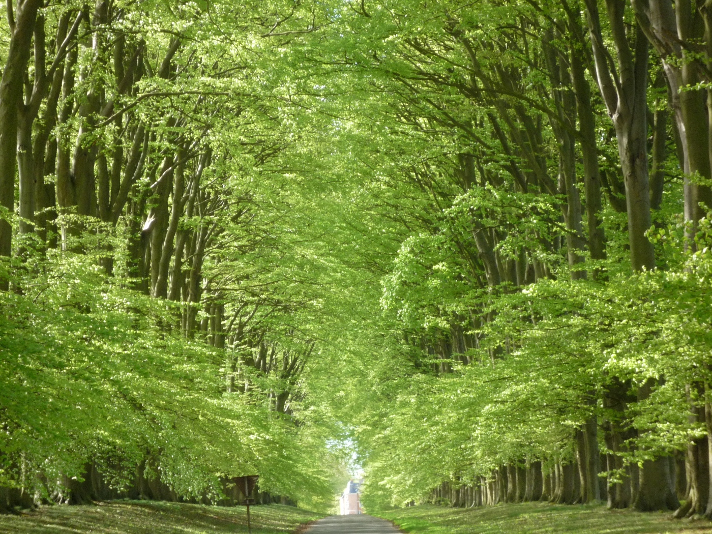 Allée de hêtres proche d'Yvetot