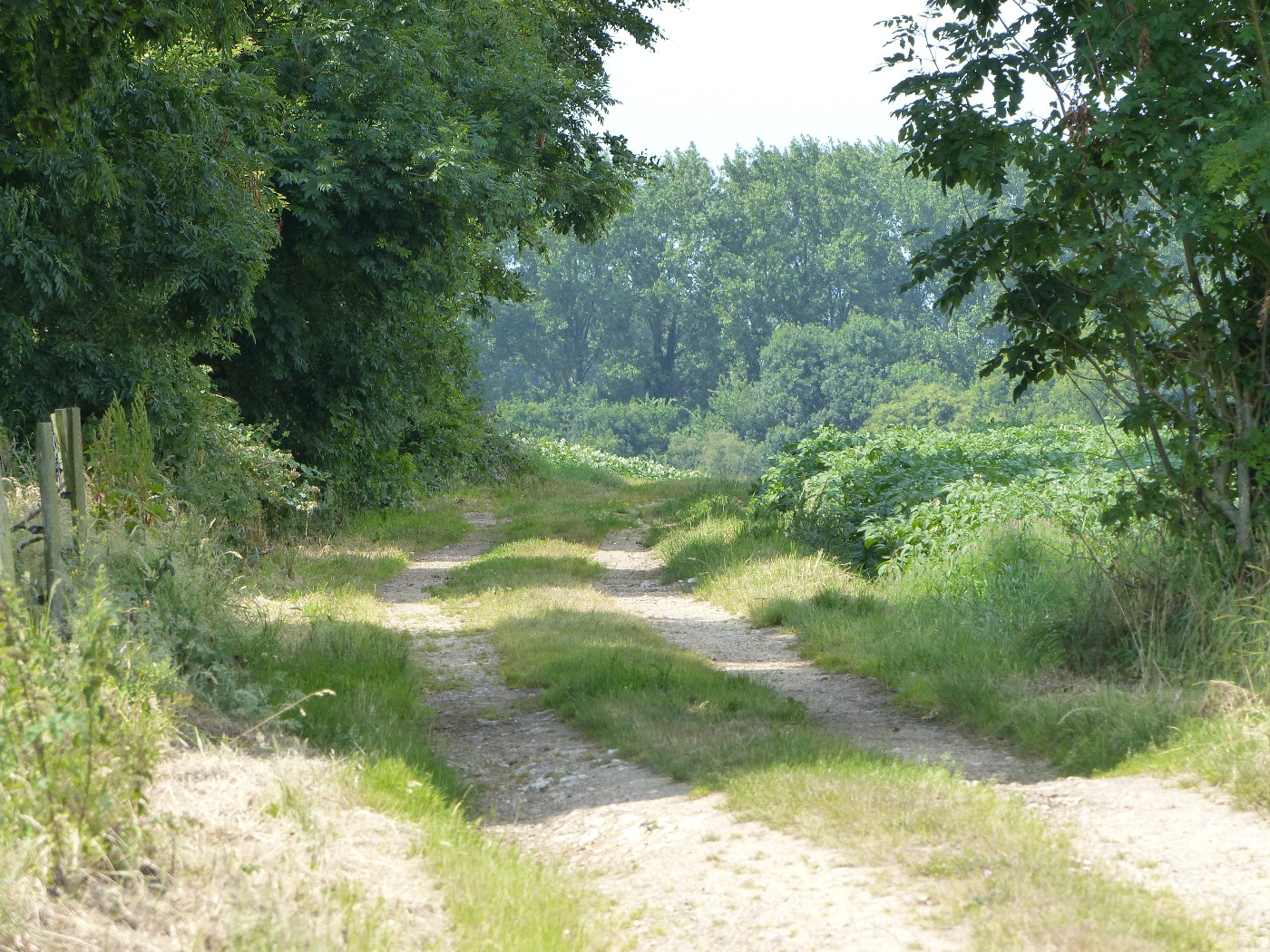Chemin de tracteurs dans le Caux Maritime