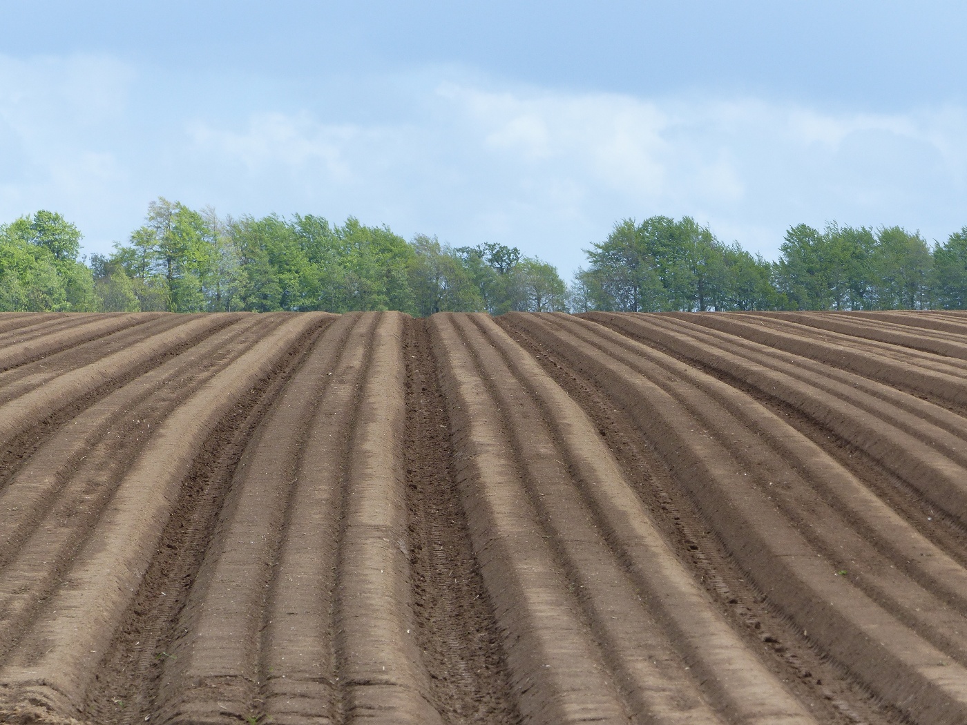 Culture de la pomme de terre dans le pays de caux