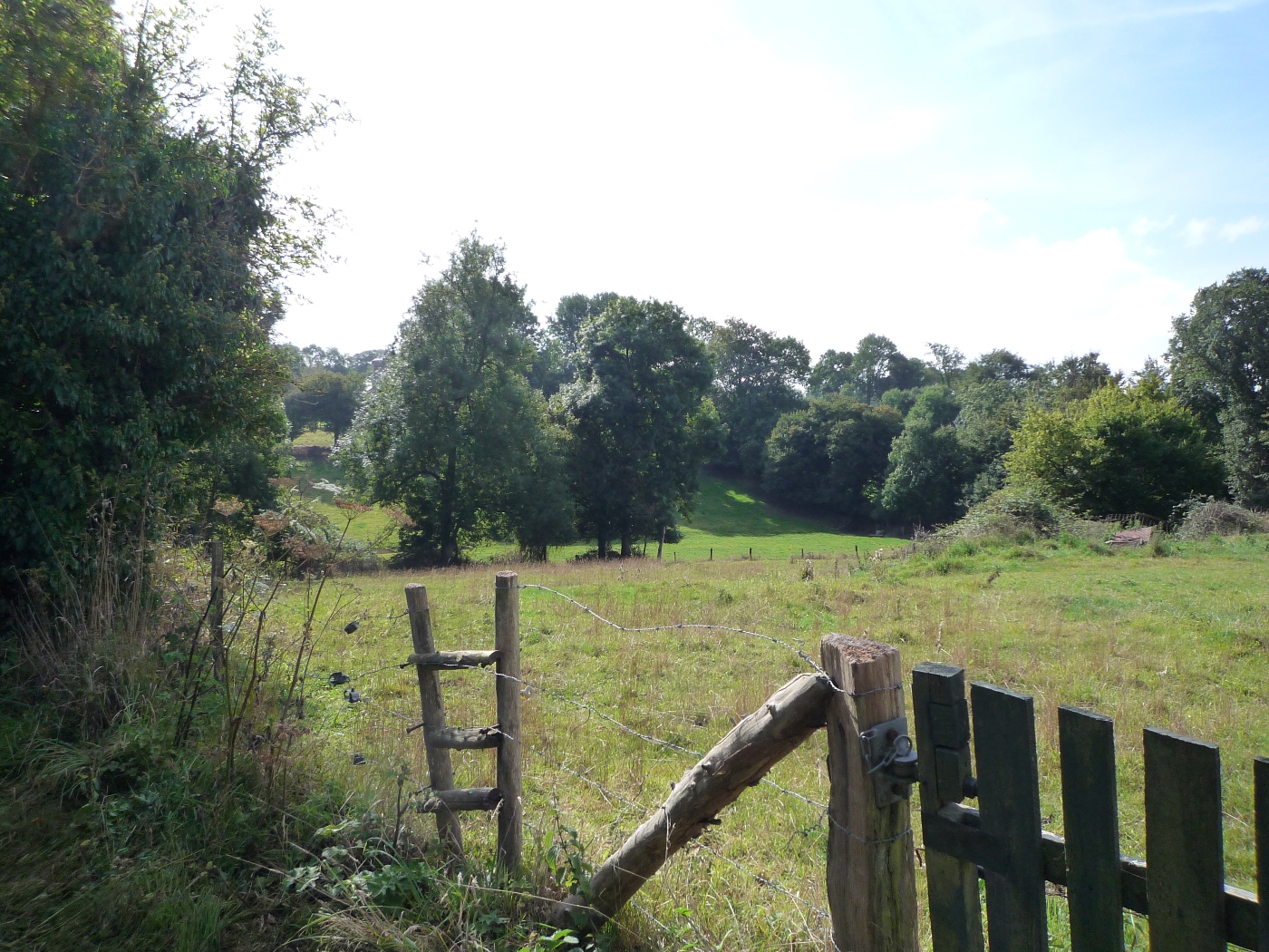 Herbages et cloture dans le bocage cauchois